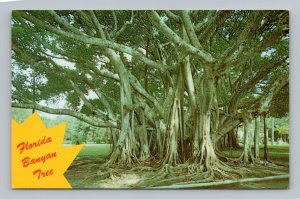 Banyan Tree Ringling Museum Sarasota Florida FL UNP Chrome Postcard  P5