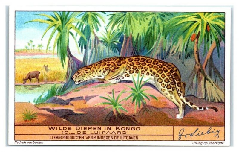 Leopard, Congo Animals, Liebig Belgian Trade Card *VT32V