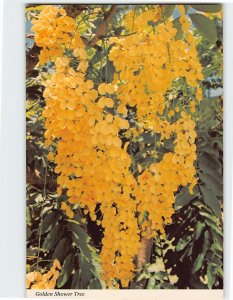 Postcard Golden Shower Tree, Hawaii