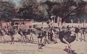 Feeding Time At The Ostrich Farm Jacksonville Florida
