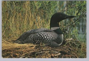 Loon, Chrome Postcard