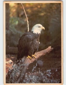 Postcard Bald Eagles, Northwest Trek, Eatonville, Washington