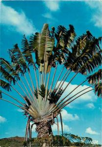 Flowers topic postcard The Enchanting Carribean - The Traveller`s tree