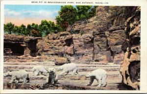 Vtg 1930s Polar Bear Brackenridge Park San Antonia Zoo Texas TX Unused Postcard