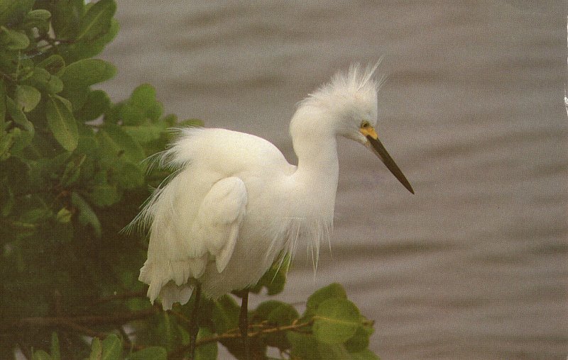 US    PC3494 SNOWY EGRET