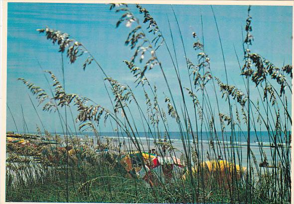 Florida Sea Oats and Sand Dunes