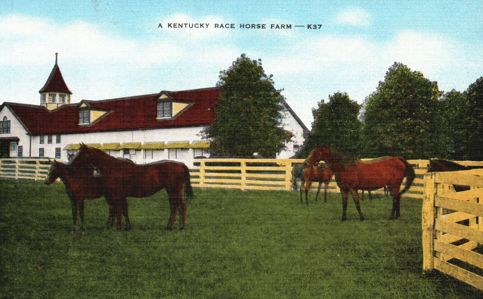 Vintage Postcard 1930's A Kentucky Race Horse Farm Horse Back Riding