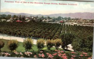 Orange Groves Southern CA c1910 Postcard
