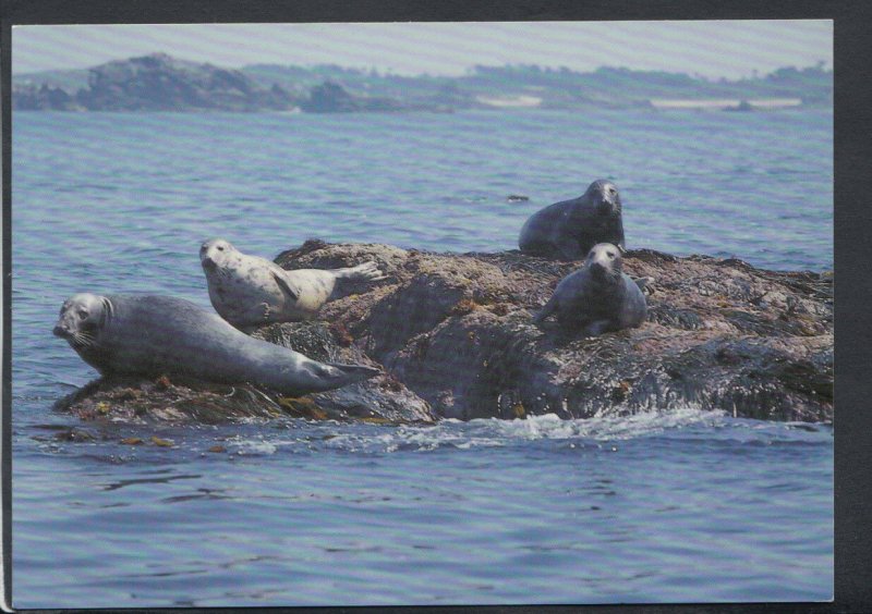 Animals Postcard - Grey Seals, Outer Rocks, The Isles of Scilly   RR4607 