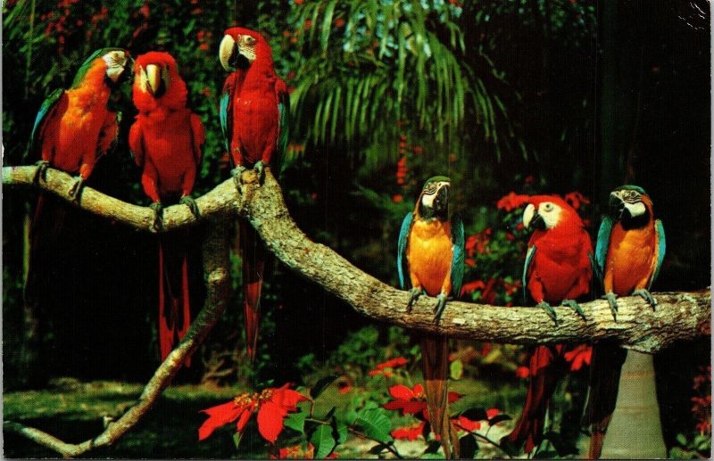 Parrot Life Jungle Miami Florida HW Hannau Postcard Koppel Color Cards 