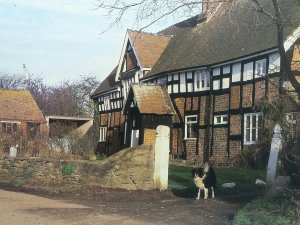 Deasland Heightington Vintage Postcard Border Collie Dog on Driveway Worcs