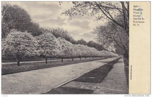 Rochester , New York  ; Magnolia Trees in bloom , Oxford Street , 00-10s