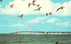 Vintage Postcard The Mackinac Bridge Water-Winter Wonderland Sea Gulls Michigan