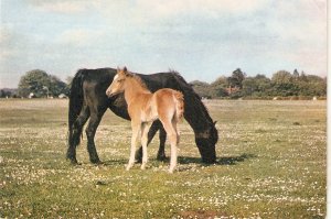 New Forest Ponies. Mare and Foal  Nice modern English postcard