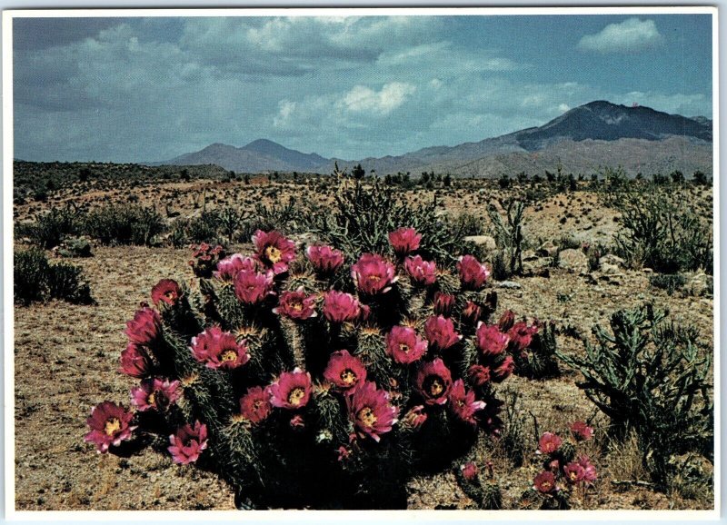 c1970s Pub. Phoenix, AZ Strawberry Hedgehog Cactus Frameable 4x6 PC E Muench M10