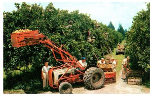 Citrus Harvest Florida Postcard