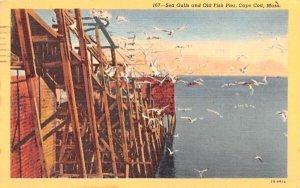 Sea Gulls & Old Fish Pier in Cape Cod, Massachusetts