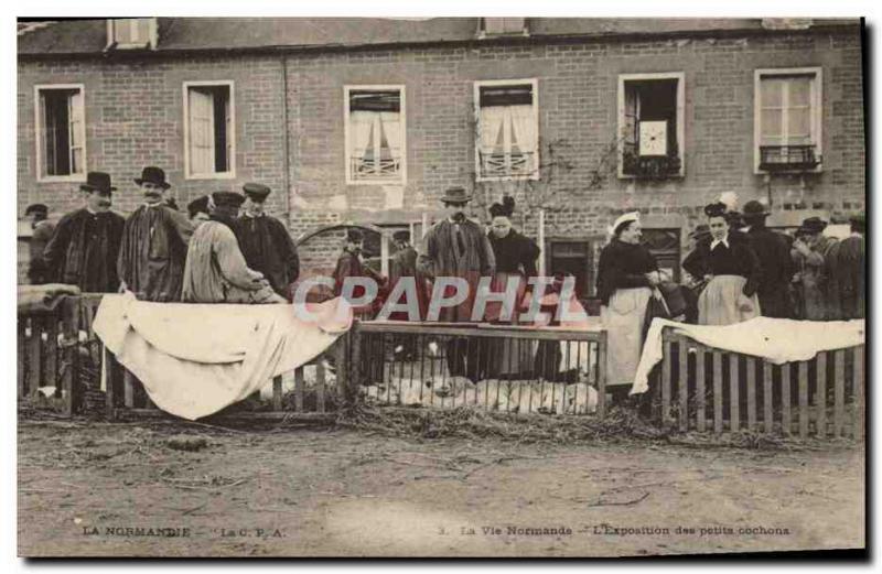 Old Postcard Folklore Normandy L & # 39exposition small Marche Pork pigs TOP