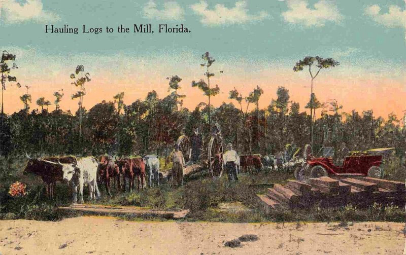 Hauling Logs to the Mill Logging Florida 1910c era postcard