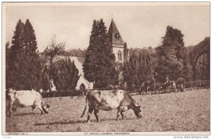 TUCK; PANTASAPH, Flintshire, Wales, United Kingdom; St. David Church, Cows, 0...