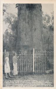 Oldest Cypress Tree between Sanford and Orlando FL, Florida - Roadside - WB