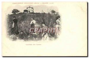 Old Postcard picking CASSIES Parfurmerie Young Molinard in Grasse