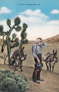 A Desert Prospector With Donkeys