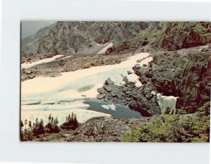 Postcard Rocky Mountain Goat Glacier National Park Montana USA