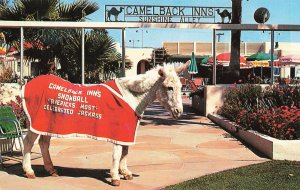 Near Phoenix AZ Camelback Inn Sunshine Alley Jackass Postcard