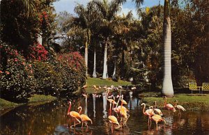 Flamingos in Tropical Setting Sarasota FL Postcard