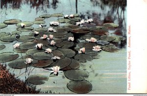 Maine Auburn Taylor Pond With Pond Lillies