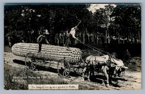 EXAGGERATED CORN FARMING ANTIQUE REAL PHOTO POSTCARD RPPC