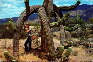 Giant Saguaro Cactus With Octopus Shape