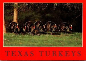 Texas Wild Turkeys