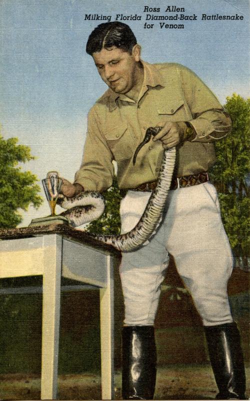 FL - Silver Springs, Reptile Institute. Ross Allen milks a Rattlesnake