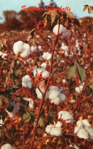 Southern Snowballs Cotton Ready For Harvest Vintage Postcard