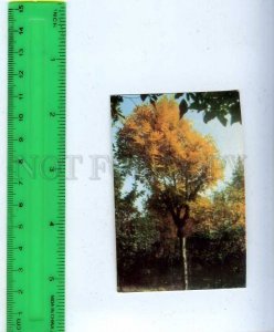 259334 USSR autumn photo Sklizkov Pocket CALENDAR 1989 year