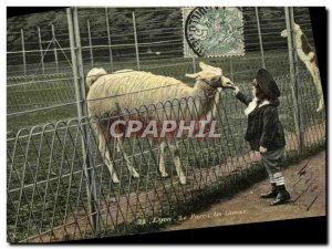 Old Postcard Lyon Park Zoo Llamas