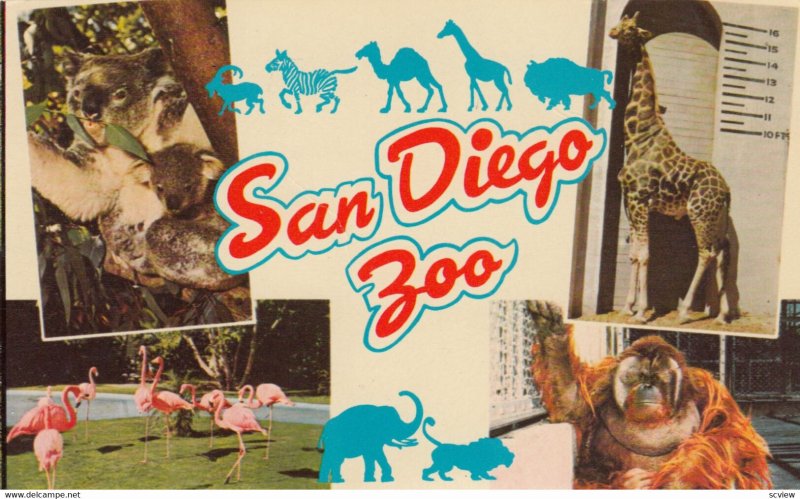 SAN DIEGO , California , 1950-60s ; Zoo ; Giraffe