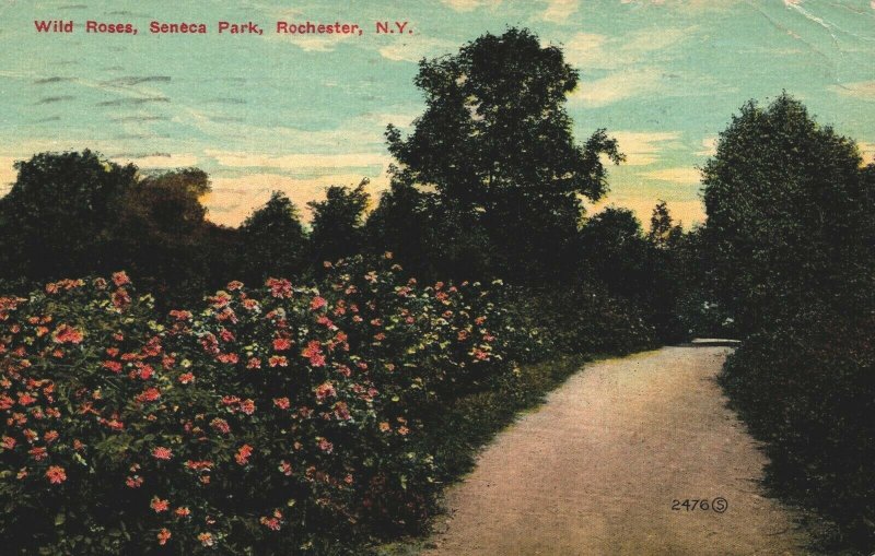 USA Wild Roses Seneca Park Rochester New York Vintage Postcard 08.87