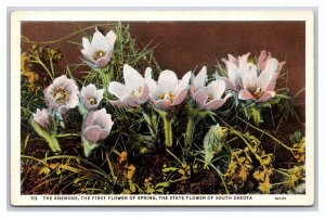 Anemone Blossoms State Flower of South Dakota SD UNP Linen Postcard W20