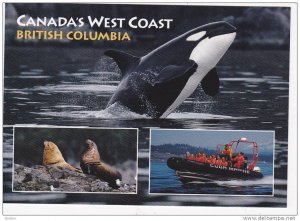 Orcas / Killer Whales , West Coast , Canada , 1950-70s #3