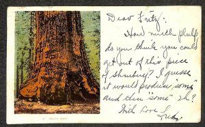 GRIZZLY GIANT TREE CALIFORNIA TO MOMBASA BRITISH EAST AFRICA POSTCARD 1905
