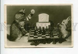 429118 USSR Vladivostok Kitten playing chess 1957 year photo postcard