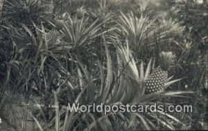 Pine Apple Farm Singapore Unused 