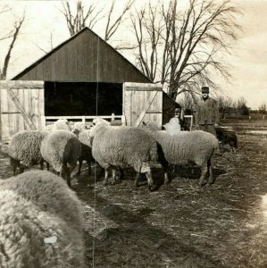 C.1905-10 RPPC Sheep on Miller Farm Boyertown, PA. Postcard P165