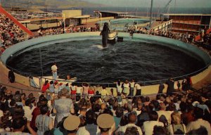 Whale Show Time Marineland of the Pacific Rancho Palos Verdes California  