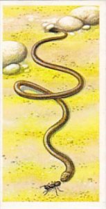 Brooke Bond Vintage Trade Card Incredible Creatures 1986 No 6 Pencil Lead Snake