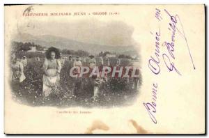 Old Postcard Picking jasmine Parfumerie Molinard Young