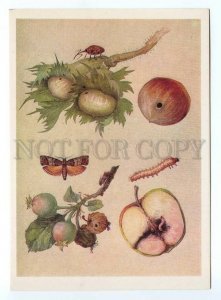 142044 INSECTS Codling moth by Aristov Old Russian Card